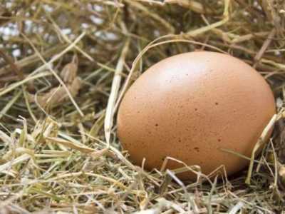 Reglas y recomendaciones para huevos de pato ovoscópicos por día