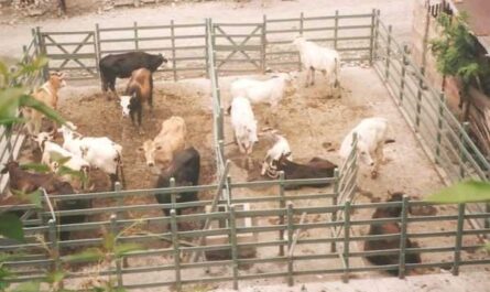 Requisitos para la construcción de un establo para cabras de granja