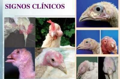 Síntomas de micoplasmosis en pollos y tratamiento.