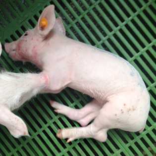 Síntomas y métodos para tratar la enfermedad edematosa en cerdos lecheros