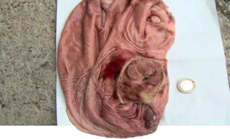 Síntomas y tratamiento de úlceras en cerdos.