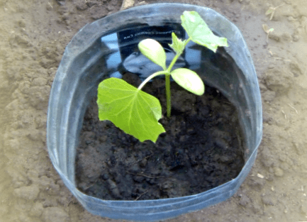 Tecnología para cultivar pepinos en el balcón.