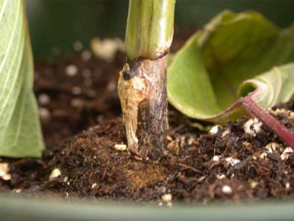 Tratamiento de pudrición de la raíz de pepino