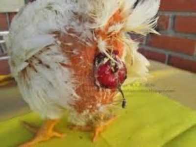 Tratamiento del prolapso oviducto en pollos