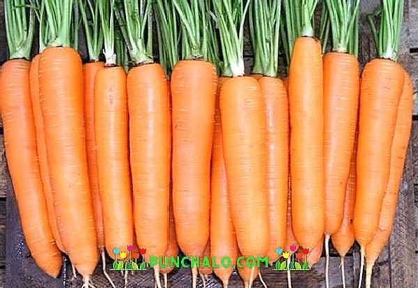 Una variedad híbrida de zanahorias Dordogne f1