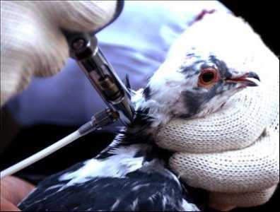Vacunación de palomas.