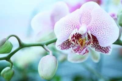 Variedad de orquídeas Phalaenopsis Cascade
