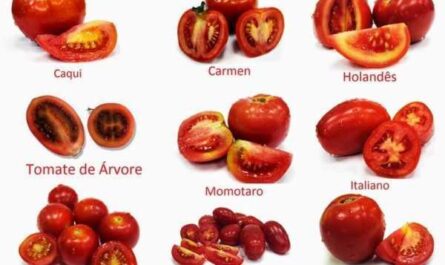 Variedad de tomate caqui