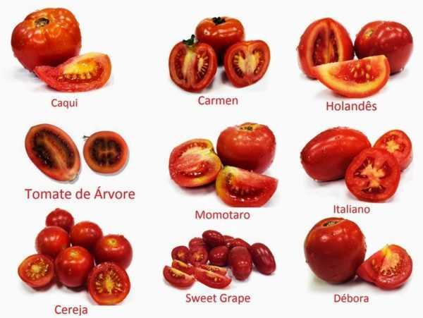 Variedad de tomate caqui