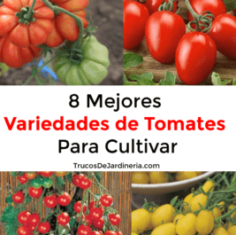 Variedad de tomate principiante