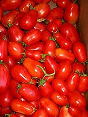 Variedad de tomate Royal gift