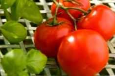 Variedades de tomate resistentes a fitoftora
