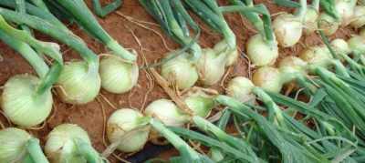Variedades y características de plantar cebollas de invierno