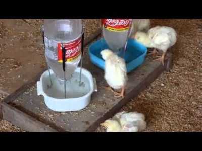 Varios bebedores caseros de pollo
