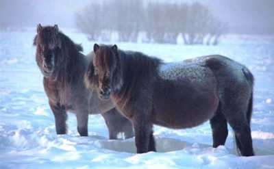 Yakut raza de caballos