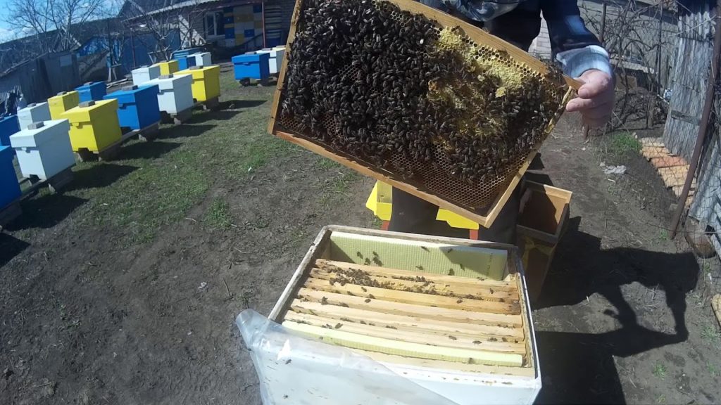 Kuinka nopeuttaa mehiläisten kehitystä keväällä?