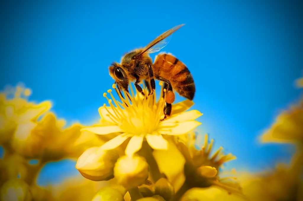 Aké sú výhody včiel?