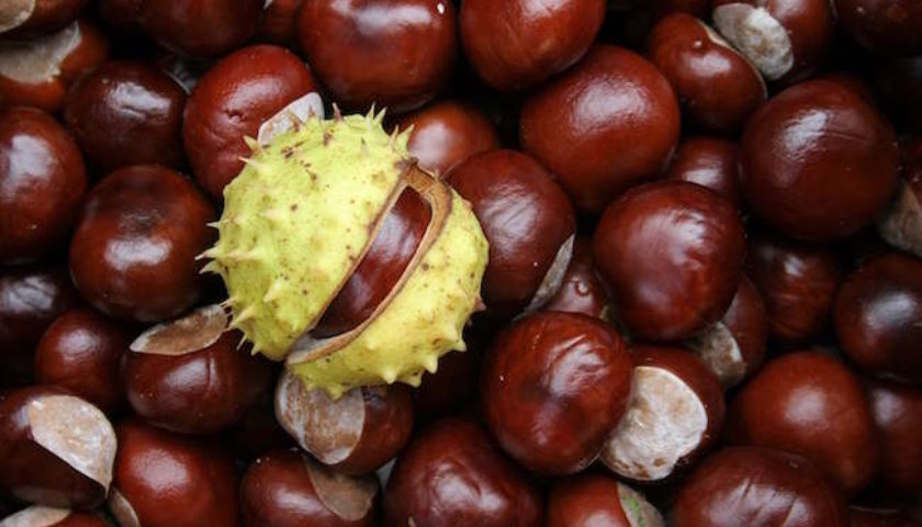 Mengapa madu chestnut berguna dan manis, bagaimana untuk mengenal pasti yang palsu?