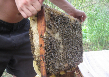 Apakah tanjung lebah dan cara membuatnya?