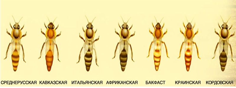 Mézelő méhfajták