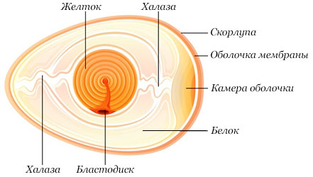 Diagrama în secțiune a unui ou