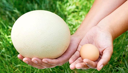Comparație între ouăle de pui și struț
