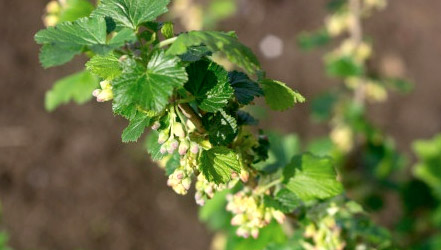 Blooming black currant