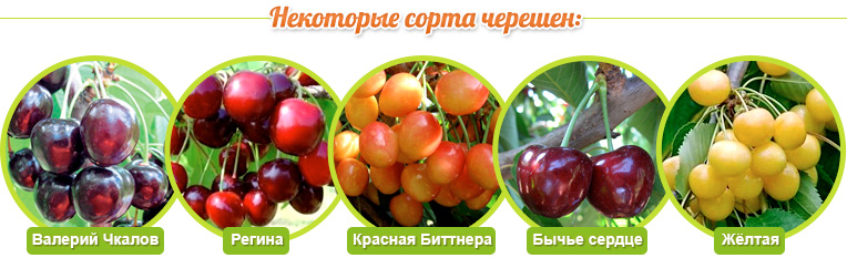 Odrůdy třešní: Valery Chkalov, Regina, Red Bittner, Oxheart, Yellow