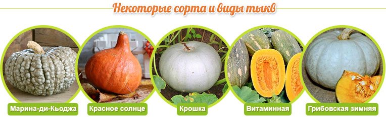 Beberapa varietas labu: Marina di Chioggia, Red Sun, Crumb, Vitamin, Winter Gribovskaya