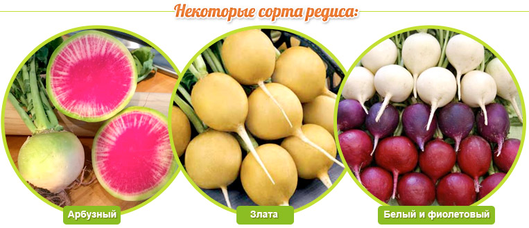 Odrody reďkovky: vodný melón, zlatá, biela a fialová.