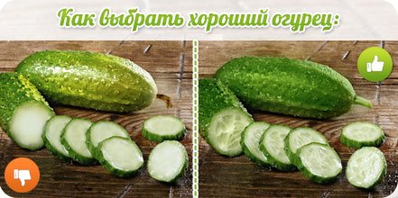 Hoe kies je een goede komkommer?