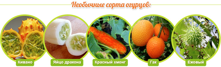 Zeldzame soorten komkommers: Kiwano, Dragon Egg, Red Hmong, Gak, Hedgehog