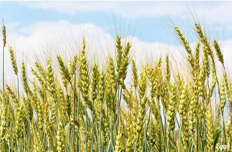 Ladang oat