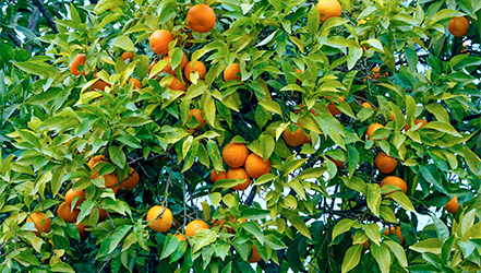 Hojas de mandarina