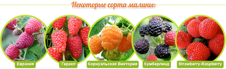 Odrůdy malin: Eurasia, Hercules, Cornwall Victoria, Cumberland, Strawberry-Maspberry