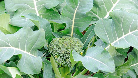 Broccoli na majani kwenye bustani.