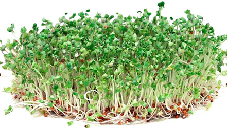 Brotes de brócoli de semillas