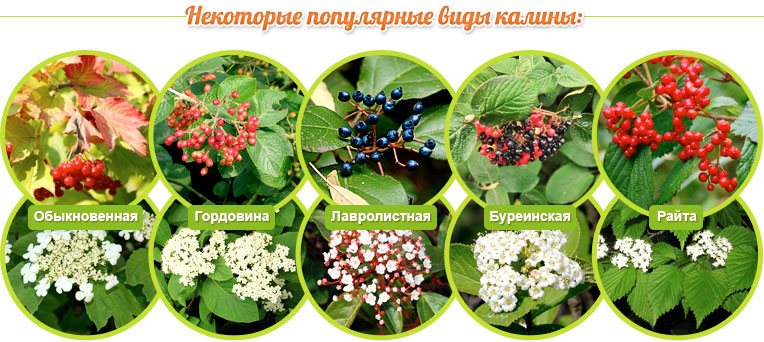 Typer av viburnum: Vanliga, Gordovina, Laurel, Bureinskaya, Raita
