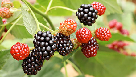 Blackberry matang dan mentah di cabang