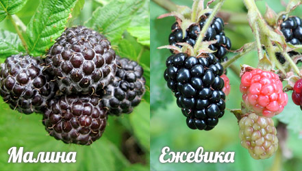 Kwatanta black raspberries da blackberries.