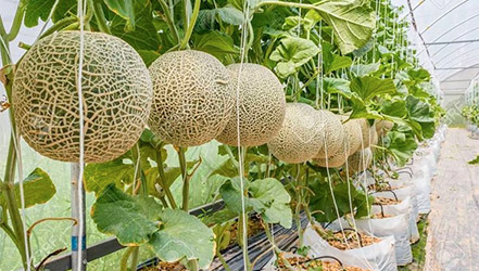 Melons a cikin greenhouse