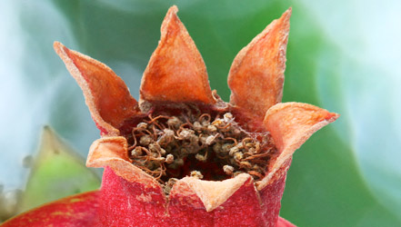 Koruna z granátového jablka se semeny zblízka