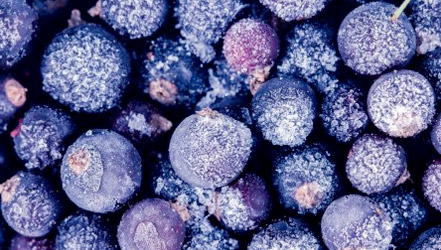 Daskararre blueberries