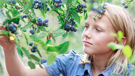 Yarinya tana tsintar blueberries