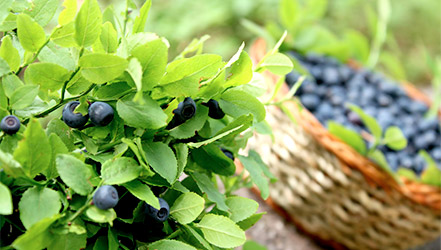 Blueberry iliyodumaa