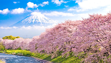 Bunga sakura di dekat Fujiyama