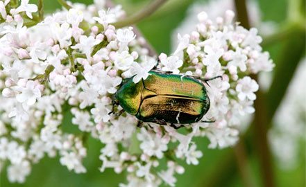 Escarabajo en flor de valeriana