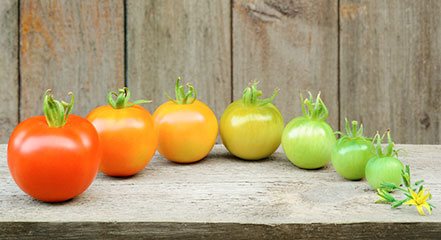 Các giai đoạn chín của cà chua