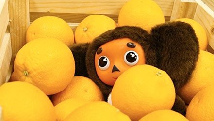 Cheburashka σε πορτοκάλια