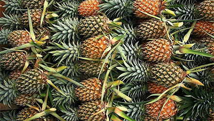 Jak si vybrat ananas